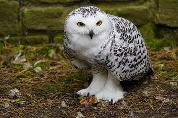 The Snowy Owl (Bubo scandiacus) is a large owl of the typical owl family Strigidae. Vogelpark...