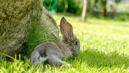 cute gray rabbit on green grass