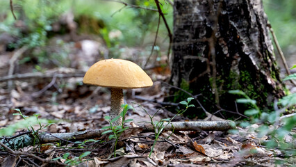 beautiful mushroom in a forest clearing