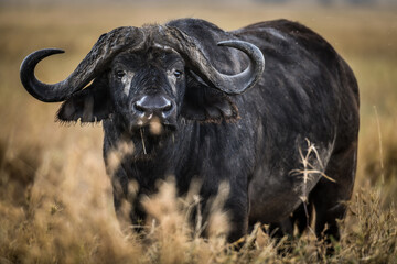 In der Serengeti - Büffelgesicht
