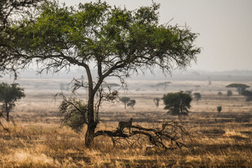 In der Serengeti - Gepard auf dem Baum © Olaf Schlenger