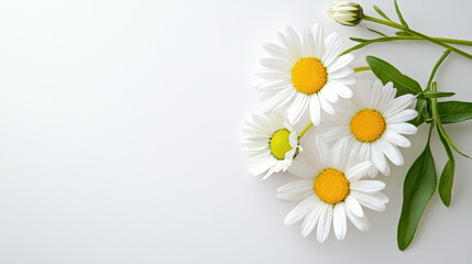 Fototapeta premium Fresh white daisies with vibrant yellow centers arranged elegantly on light background, evoking sense of tranquility and natural beauty