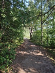 A wonderful path in the forest by the lake