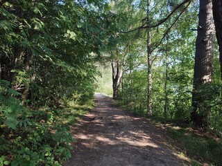 A wonderful path in the forest by the lake