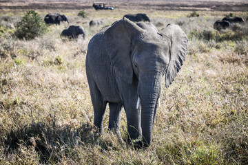 Die Elefanten der Serengeti