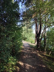 A wonderful path in the forest by the lake