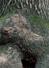 Twisted tree trunk covered in green moss. 
