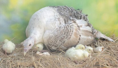 A female turkey lovingly guards her newly hatched chicks in the nest. This animal is commonly cultivated by humans with the scientific name Meleagris gallopavo.