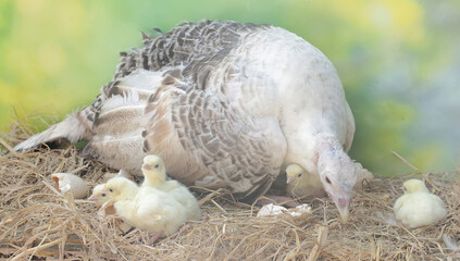 A female turkey lovingly guards her newly hatched chicks in the nest. This animal is commonly cultivated by humans with the scientific name Meleagris gallopavo.