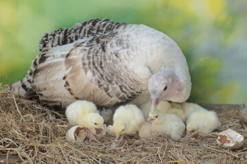 A female turkey lovingly guards her newly hatched chicks in the nest. This animal is commonly cultivated by humans with the scientific name Meleagris gallopavo.