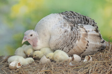 A female turkey lovingly guards her newly hatched chicks in the nest. This animal is commonly cultivated by humans with the scientific name Meleagris gallopavo.
