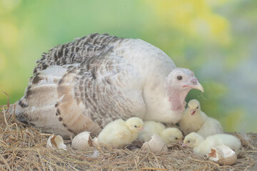 A female turkey lovingly guards her newly hatched chicks in the nest. This animal is commonly cultivated by humans with the scientific name Meleagris gallopavo.