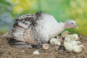A female turkey lovingly guards her newly hatched chicks in the nest. This animal is commonly cultivated by humans with the scientific name Meleagris gallopavo.