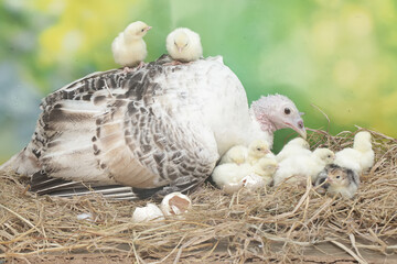A female turkey lovingly guards her newly hatched chicks in the nest. This animal is commonly cultivated by humans with the scientific name Meleagris gallopavo.