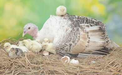 A female turkey lovingly guards her newly hatched chicks in the nest. This animal is commonly cultivated by humans with the scientific name Meleagris gallopavo.