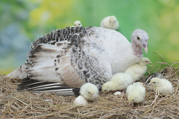 A female turkey lovingly guards her newly hatched chicks in the nest. This animal is commonly cultivated by humans with the scientific name Meleagris gallopavo.