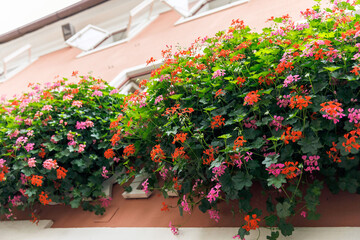 Naklejka premium Colorful geraniums in window boxes against a charming european building