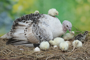A female turkey lovingly guards her newly hatched chicks in the nest. This animal is commonly cultivated by humans with the scientific name Meleagris gallopavo.