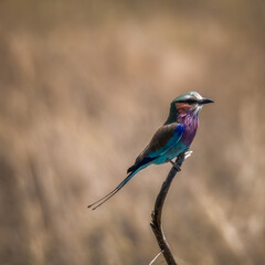 Lilac Breasted Roller