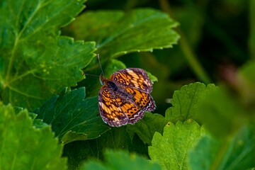 Orange and black butterfly on green leaves