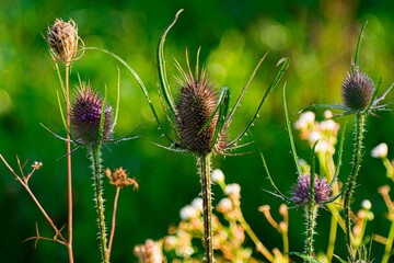 Thistle plants in a green field