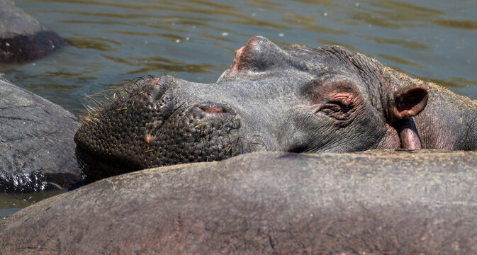 tr&auml;ge Hippos