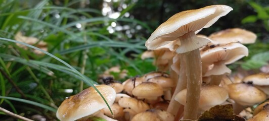 orange cap boletus