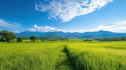 Fototapeta premium Serene Landscape with Lush Green Fields and Blue Sky