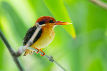 Black-backed Kingfisher (Oriental Dwarf Kingfisher) on branch birdwatching in the forest.