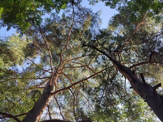 The sky through the trees