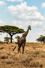 Eine Dame mit langem Hals 