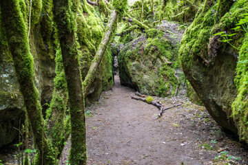 Narrow ravines called Canoles on the Larzac plateau. Aveyron. Occitanie. France.