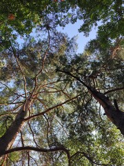 Obraz premium The sky through the trees