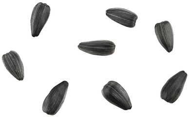 Flying sunflower seeds isolated on a transparent background. Completely in focus. Top view.