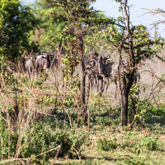 Gnus on Tour - vor dem Wechsel in die Masai Mara