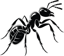 Ant on white background