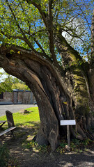 450 year old linden tree on the bank of the Bobr River, Jelenia Gora, Poland © PRO Balance