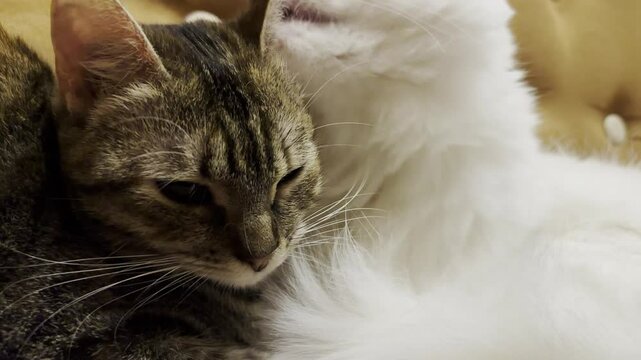 Beautiful domestic cats licking each other with tongues at home. Cute kittens taking care of a fur each other indoor. Family couple feline resting together. Concept of adorable animals. Close up