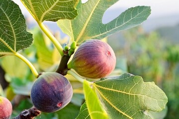 Figs fruit (Ficus carica) on tree branch with lush green leaves and ripe fruit in a peaceful garden settin