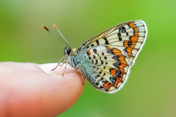 Obraz premium A stunning macro captures a butterfly resting on a human finger, showcasing intricate wing patterns. Its vibrant colors contrast beautifully against the finger and lush garden backdrop. Generative AI