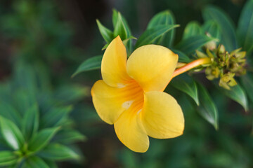 A blooming yellow flower is shown.
