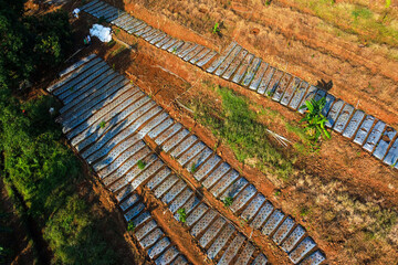 Naklejka premium A glimpse of a farmer's garden on the mountain slope during the evening.