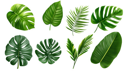 Obraz premium Realistic big green tropical leaves on a transparent background