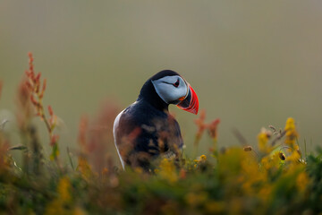 View of a colorful puffin perched on grass with vibrant flowers, Dyrholaey, Vik, Iceland.