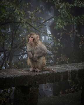 View of a serene monkey in a lush forest with mist and stone wall, Zhangjiajie, China.