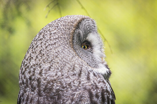 View of great grey owl in forest with majestic features, Joensuu, Finland.