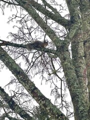 Squirrel on a branch