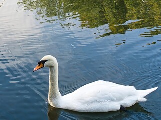 White mute swan on the water. Graceful white swan swims on the lake