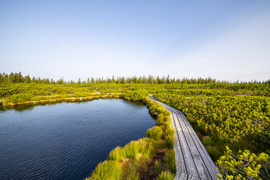 View of tranquil Lovrenska jezera lake with serene reflections and lush vegetation, Rogla, Slovenia.