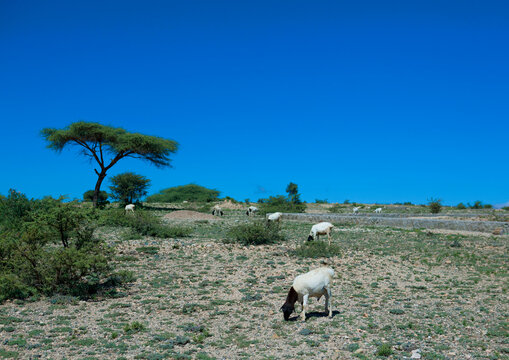 Goats Grazing In Semi Desert Land Near El Sheikh Town, Somaliland